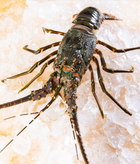 【海鲜】鲜活小青龙 约4-5两/只