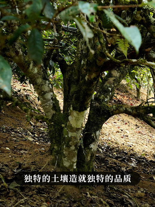 2024年头春头采【麻黑散茶】现货直发 易武标杆性味道，300克/份；拍5发6拍20发25 商品图4