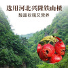 春节不打烊·食味的初相无核空心山楂 天然原果手工去核 配料干净更健康 商品缩略图2