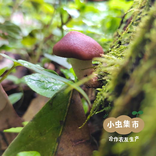 云南野生香菇干 100g/200g | 合作农友生产，来自云南楚雄永仁，生产者：李康丽 *【公平贸易农人定价】 商品图6