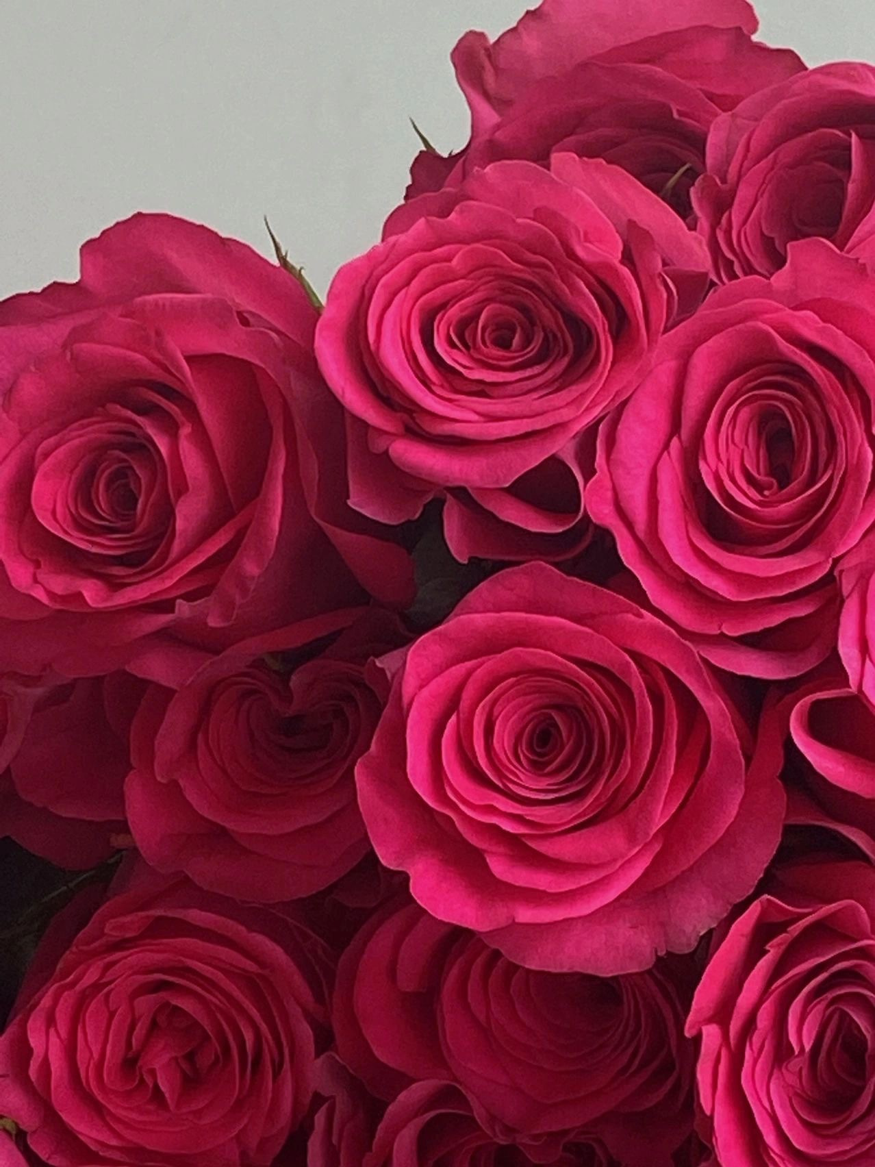 —兰蔻御用花 标志性的高饱和度玫红色 女王气质满满