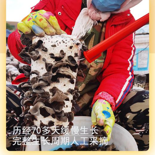【一年只一季的头茬木耳】亦川拾集|春季头茬黑木耳|生鲜级木耳|  2024年的黑龙江春季头茬木耳终于上市啦！ 商品图4