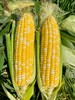 云南新鲜水果玉米 农家现摘 生吃甜嫩脆 商品缩略图0