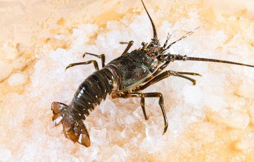 【海鲜】鲜活小青龙 约4-5两/只 商品图1