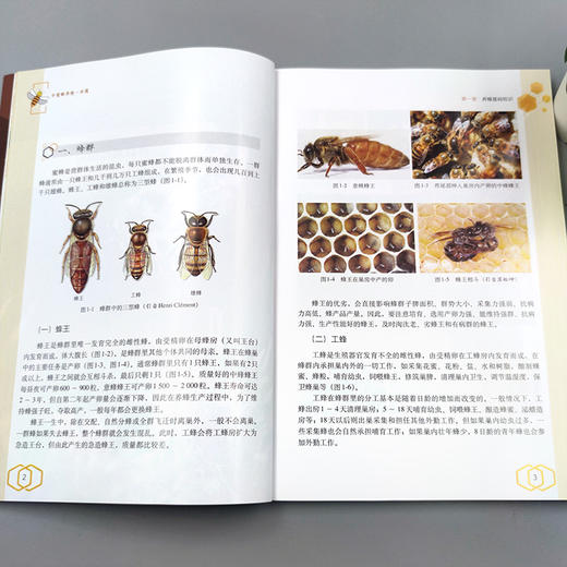 中意蜂养殖一本通【中国农业出版社官方正版】 商品图3