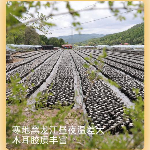 【一年只一季的头茬木耳】亦川拾集|春季头茬黑木耳|生鲜级木耳|  2024年的黑龙江春季头茬木耳终于上市啦！ 商品图3