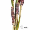 配果 | 小玉米(咖色黄色随机发货,介意慎拍) 商品缩略图3