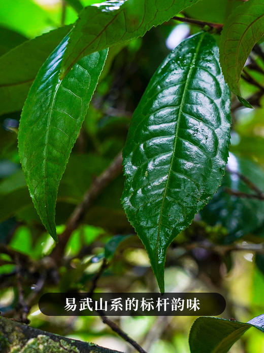 2024年头春头采【麻黑散茶】现货直发 易武标杆性味道，300克/份；拍5发6拍20发25 商品图1