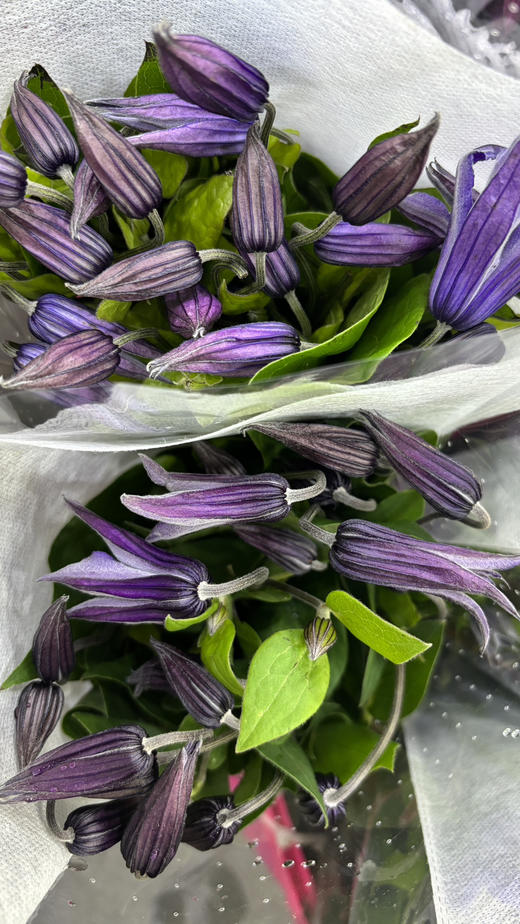 【国产】铁线莲  大花深紫色  约8枝/扎 商品图9