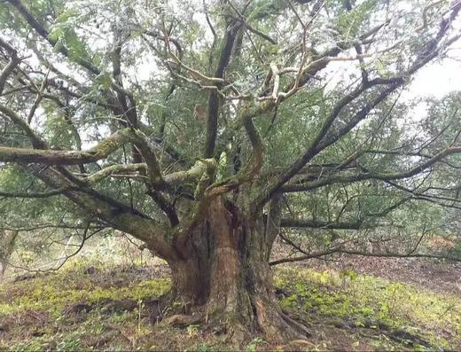 杞冠臻选 | 黄山 无农药 香榧 150g 炒熟 即食坚果 清香浓郁 松脆香酥 商品图4