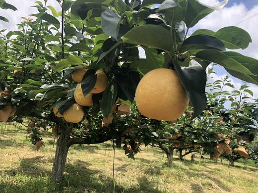 连州水晶梨(12个装（含箱）净含量3600克-4500克,省内发货） 商品图3