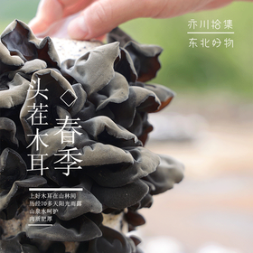 【一年只一季的头茬木耳】亦川拾集|春季头茬黑木耳|生鲜级木耳|  2024年的黑龙江春季头茬木耳终于上市啦！