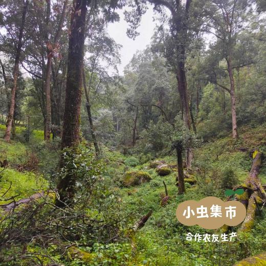 云南野生香菇干 100g/200g | 合作农友生产，来自云南楚雄永仁，生产者：李康丽 *【公平贸易农人定价】 商品图3