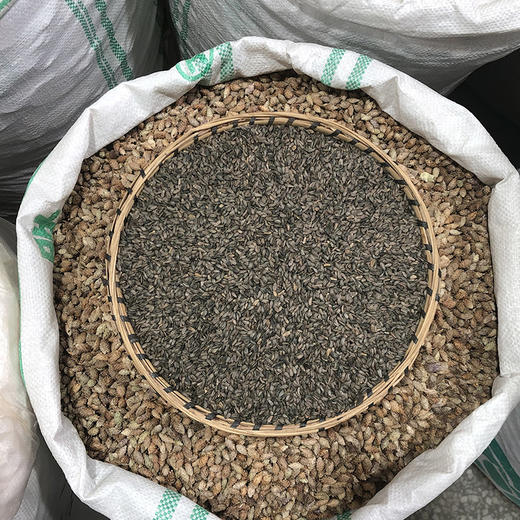 牛蒡子 当季新货 农家生晒 中药材 商品图2