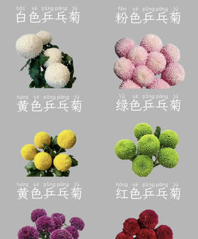 【福利款】乒乓菊 多色可选  10枝/扎 （花头偏小型）