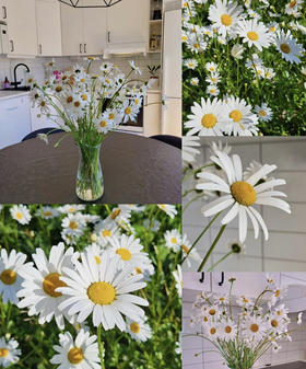 【喜欢你没道理】法国菊-玛格丽特  约10枝/扎