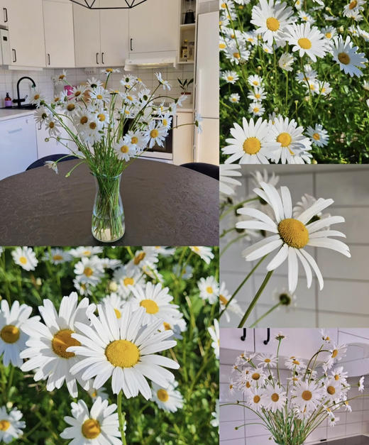 【喜欢你没道理】法国菊-玛格丽特  约10枝/扎 商品图0