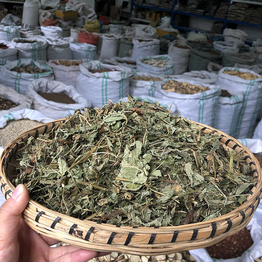 仙鹤草 商品图1