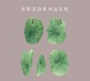 荷塘清韵荷叶纸（10张/包） 商品缩略图12