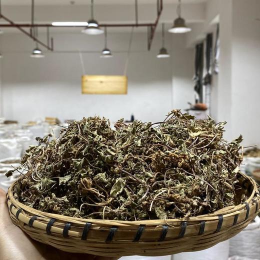 马蹄草  积雪草 商品图1