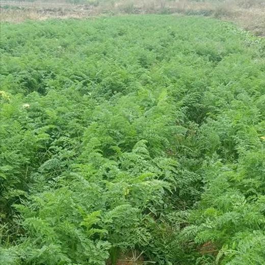 山东枣庄红页岩胡萝卜 小时候的味道 思源农场 商品图4