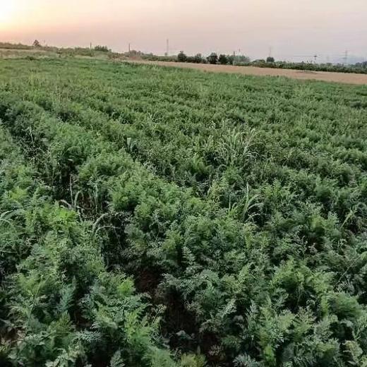 山东枣庄红页岩胡萝卜 小时候的味道 思源农场 商品图2