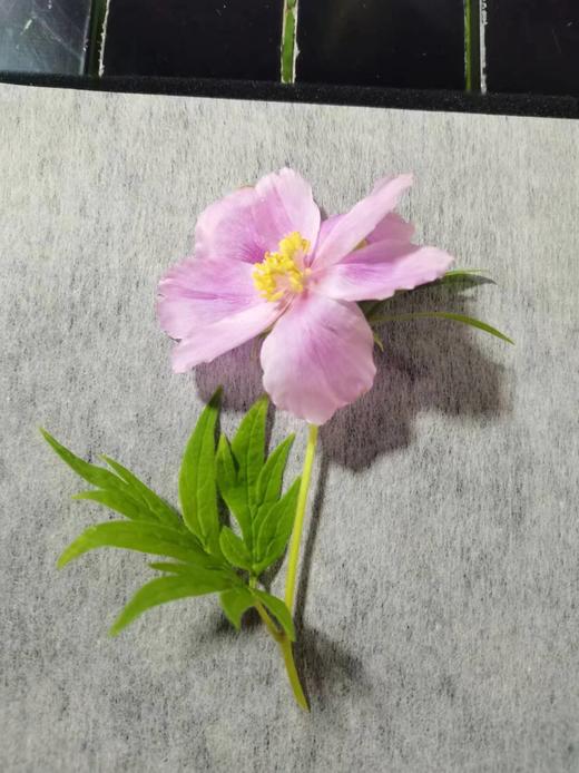 【迭山百年探险考察录】自然博物书籍礼盒套装 商品图7