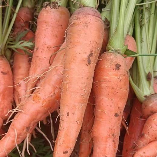 山东枣庄红页岩胡萝卜 小时候的味道 思源农场 商品图6