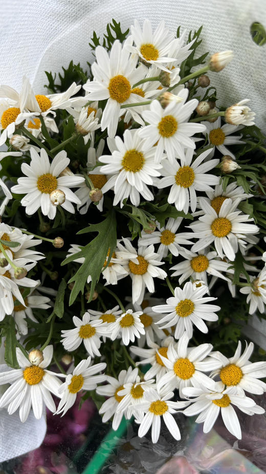 【喜欢你没道理】法国菊-玛格丽特  约10枝/扎 商品图6