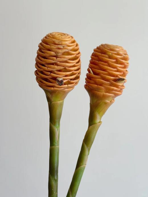 荷兰进口高端花材小熊维尼蜂蜜棒香波姜 商品图4