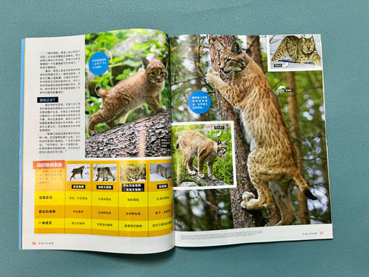 【6-12岁】Kids环球少年地理少儿版  2025年跨年刊 商品图3