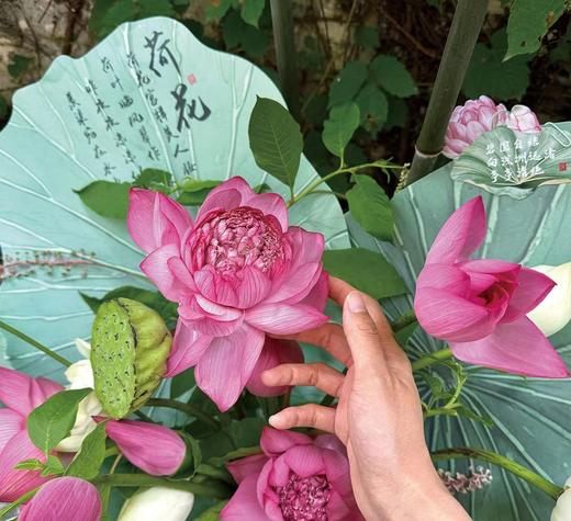 荷塘清韵荷叶纸（10张/包） 商品图11