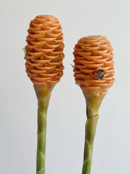 荷兰进口高端花材小熊维尼蜂蜜棒香波姜 商品图2