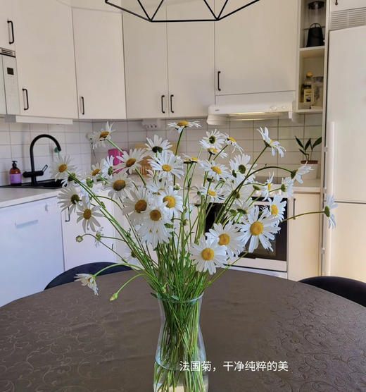 【喜欢你没道理】法国菊-玛格丽特  约10枝/扎 商品图1