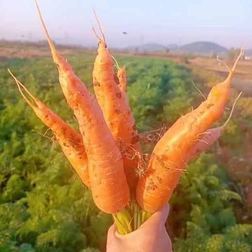 山东枣庄红页岩胡萝卜 小时候的味道 思源农场 商品图1