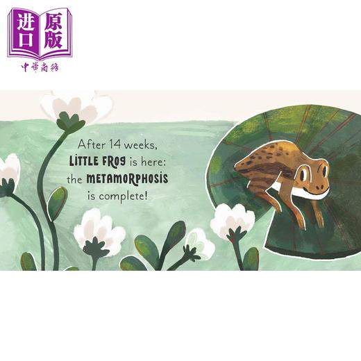 【中商原版】5分钟小自然故事4册纸板书盒装 Mona K 5 Minute Nature Story Box 英文原版 儿童纸板绘本 亲子图画书 早教认知 商品图2