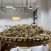鸡肝散  云南特有地方草药 商品缩略图2