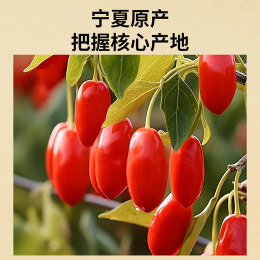 【正宗同仁堂品牌】北京同仁堂 青源堂 枸杞-特级-500克/瓶 宁夏原产地 果香浓郁 SY 商品图1