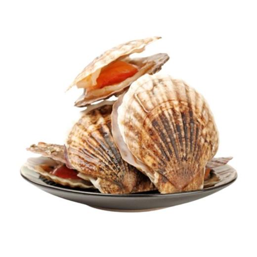 【鲜活】扇贝 （送货路上不保活） 商品图0