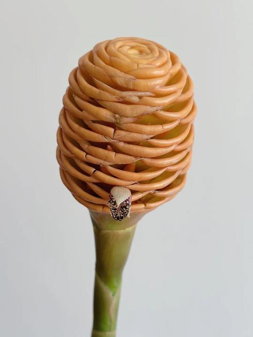 荷兰进口高端花材小熊维尼蜂蜜棒香波姜 商品图3