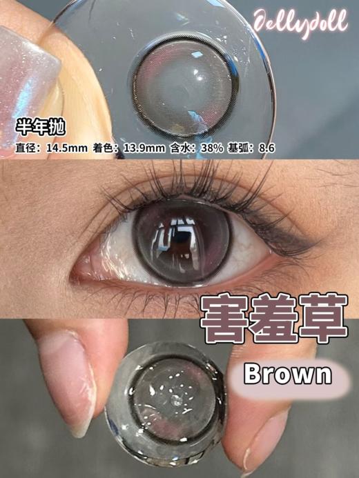 Jellydoll 半年抛 山茶花/害羞草/秘境蓝 14.5mm 巧棕/黑紫/蓝 拍下即为一副两片 商品图4