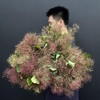 精选雾中情人鲜花1扎 商品缩略图1