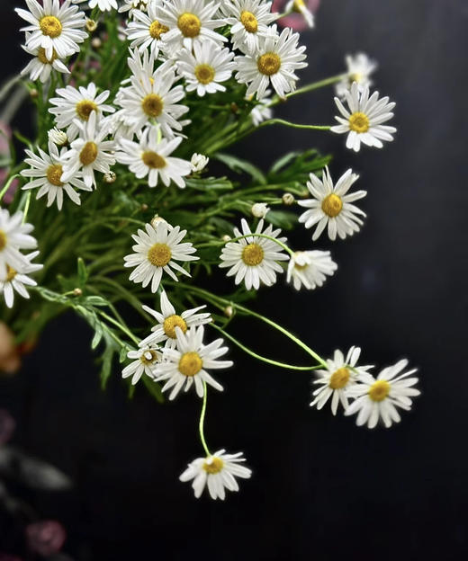 【喜欢你没道理】法国菊-玛格丽特  约10枝/扎 商品图2