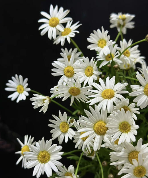 【喜欢你没道理】法国菊-玛格丽特  约10枝/扎 商品图3