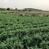 山东枣庄红页岩胡萝卜 小时候的味道 思源农场 商品缩略图3