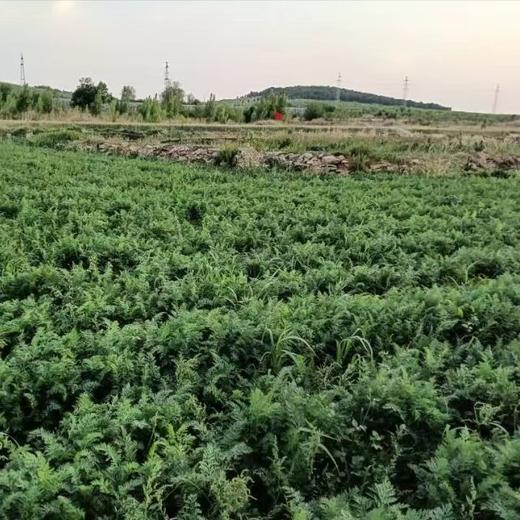 山东枣庄红页岩胡萝卜 小时候的味道 思源农场 商品图3