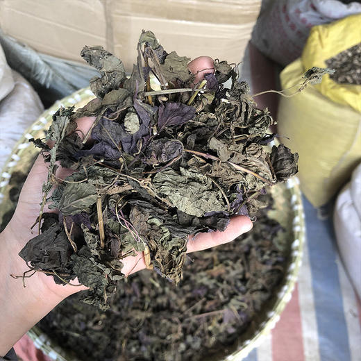 紫苏叶  紫苏梗  苏叶 商品图3