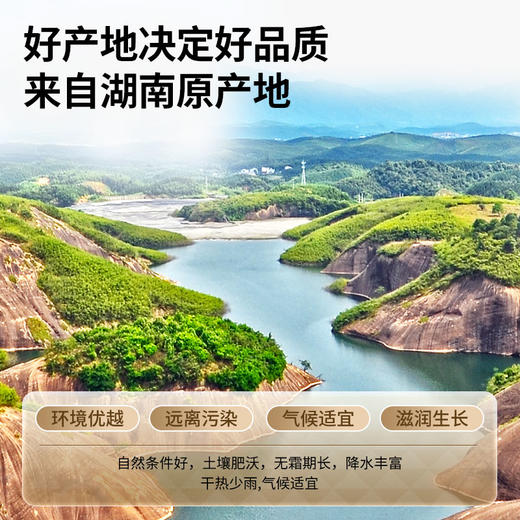 【正宗同仁堂品牌】北京同仁堂 青源堂 玉竹.150克 湖南原产地 肉肥大片 纹理清晰SY 商品图6