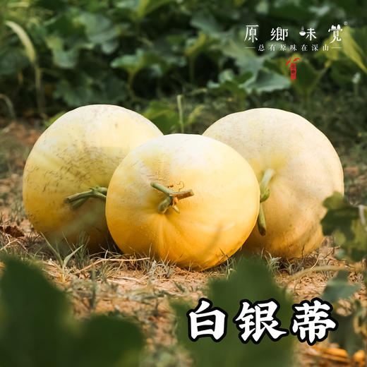 【预售，预计7.5日左右开始发货】阿拉善生态蜜瓜（基地直发-顺丰包邮） | 来自内蒙古阿拉善致良田，生产者：马彦伟，【合作生产，公平贸易】 商品图1