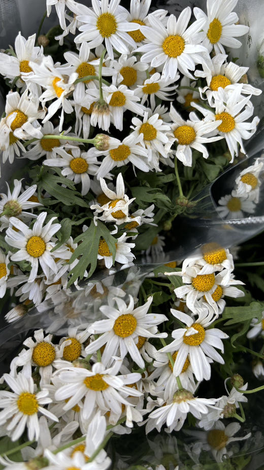 【喜欢你没道理】法国菊-玛格丽特  约10枝/扎 商品图5